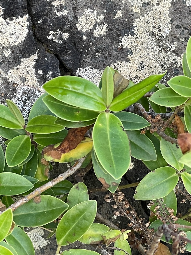 Veronica stricta macroura from North Island, Raglan, Waikato, NZ on ...