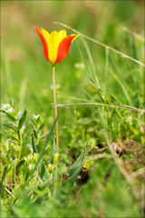 Tulipa zenaidae