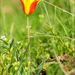 Tulipa zenaidae - Photo (c) glebnsk，保留部份權利CC BY-NC