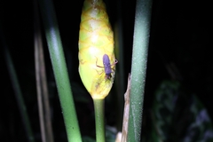 Leptoscelis quadrisignatus image