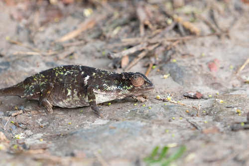 Kigezi Highlands Chameleon