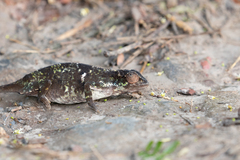 Kigezi Highlands Chameleon photo 3
