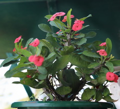 Euphorbia milii