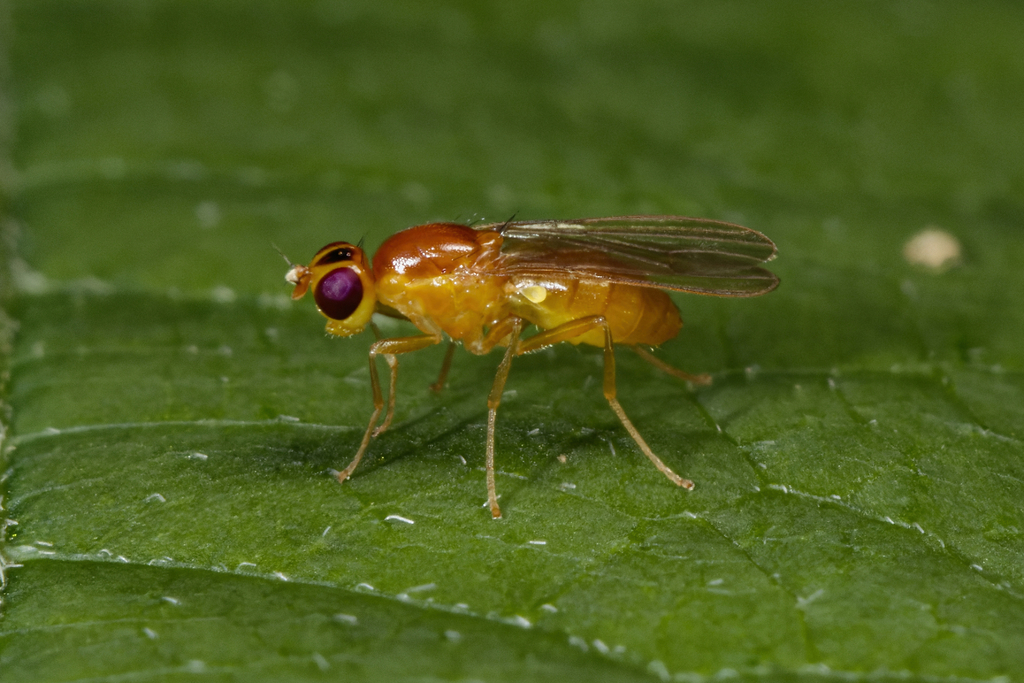 Psila frontalis