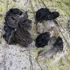 Helvella juniperi