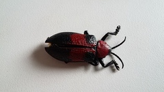 Coraliomela aeneoplagiata