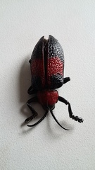 Coraliomela aeneoplagiata