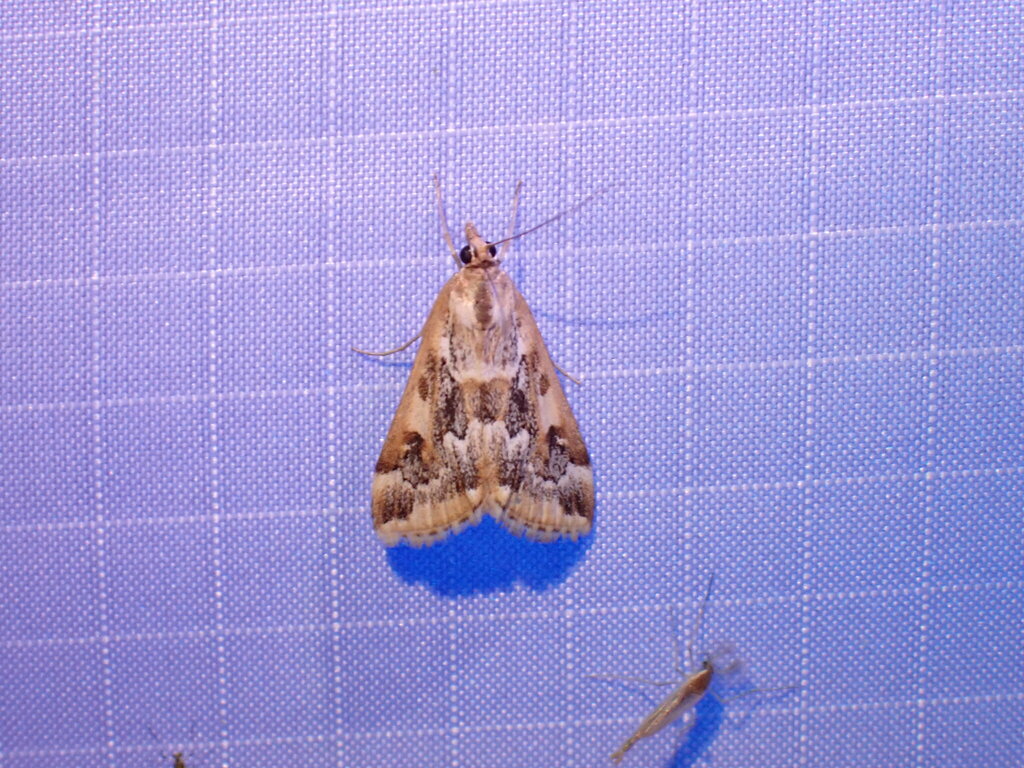 Loxostege lepidalis