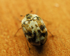 Anthrenus picturatus
