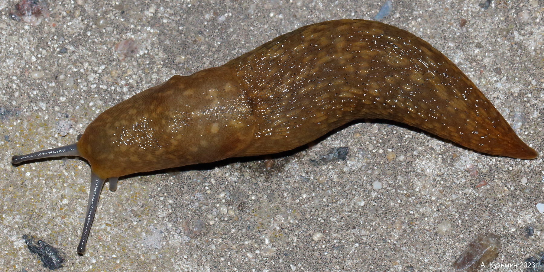 Слизень Большой Рыжий (Limacus flavus)