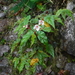 Begonia pycnantha - Photo (c) Martin Reith, some rights reserved (CC BY-NC), uploaded by Martin Reith