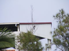 Dendrocitta formosae formosae