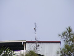 Dendrocitta formosae formosae