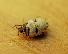 Anthrenus picturatus