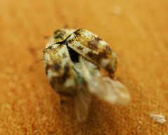 Anthrenus picturatus