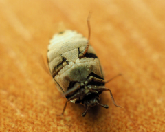 Anthrenus picturatus