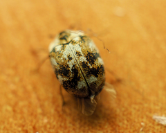 Anthrenus picturatus