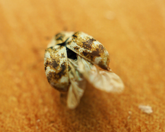 Anthrenus picturatus