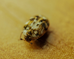 Anthrenus picturatus