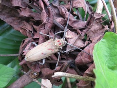 Batocera rufomaculata