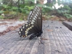 Papilio brevicauda