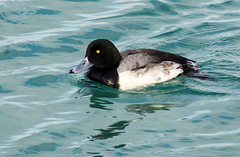 Aythya marila
