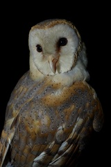 Tyto alba poensis