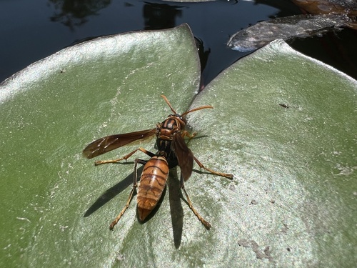 Dark-waisted Paper Wasp