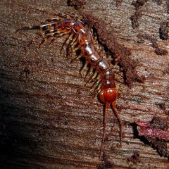 Lithobius variegatus