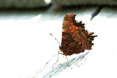Polygonia faunus image