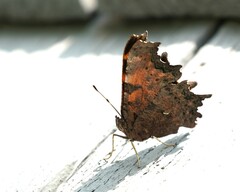 Polygonia faunus image