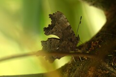 Polygonia faunus image