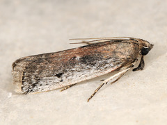 Zophodiodes leucocostella