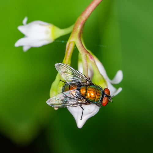 Common European Greenbottle Fly, photo 4 of 9