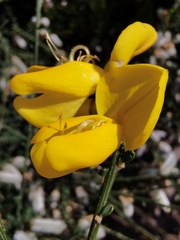 Cytisus striatus image