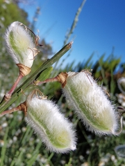 Cytisus striatus image