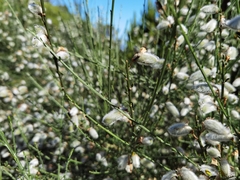 Cytisus striatus image