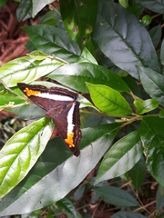 Doxocopa laurentia
