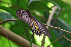 Troides minos