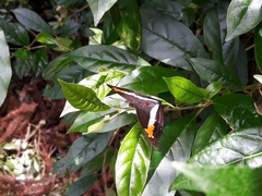 Doxocopa laurentia