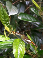 Doxocopa laurentia