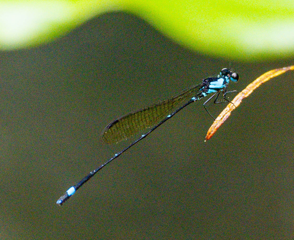 Nososticta salomonis