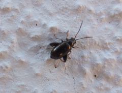 Longitarsus echii