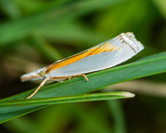 Crambus girardellus