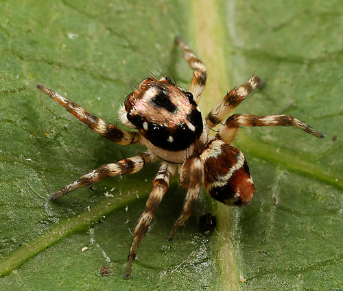 Spiders of the Democratic Republic of the Congo · iNaturalist