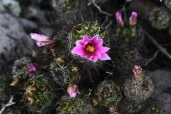 Mammillaria mazatlanensis