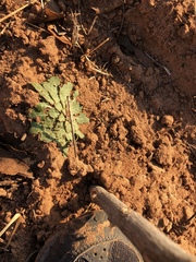 Oenothera engelmannii