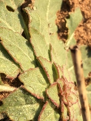 Oenothera engelmannii