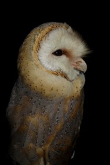 Tyto alba poensis
