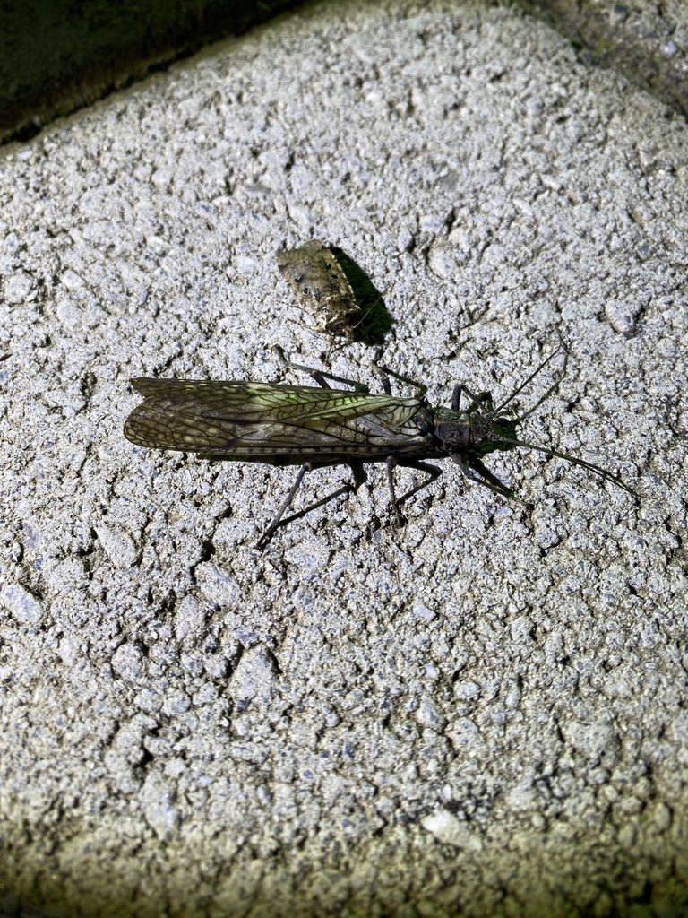 Giant Stoneflies and Salmonflies from Linkou, Mudanjiang, Heilongjiang ...